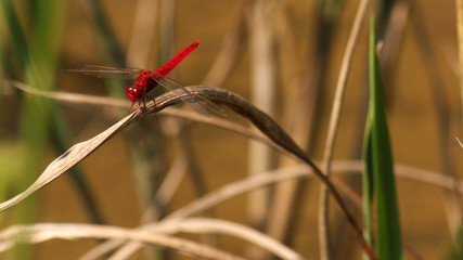 red dragon fly as example of Lao´s wild insect fauna