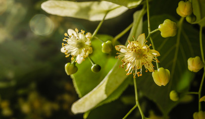 Linden flowers in the treetops 