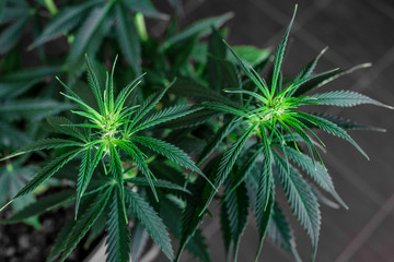 Cannabis flower underneath grow lights, Grown by TKO Reserve,.Cannabis Sativa Leaves On Dark - Medical Legal Marijuana