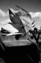 Black and white beauty