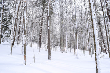 Snow Covered Trees