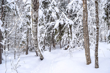 snow covered trees