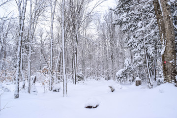 snow covered trees