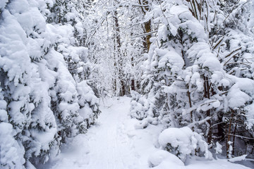 Fototapeta na wymiar snow covered tree