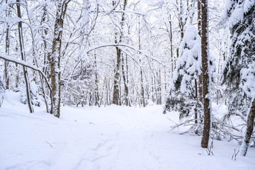 snow covered trees