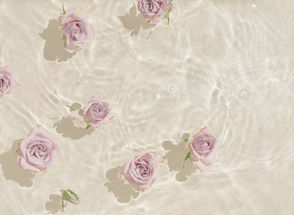 Summer scene with rose flowers in water. Sun and shadows. Minimal nature background. - obrazy, fototapety, plakaty