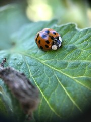 Ladybug 