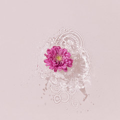 Summer scene with pink daisy flower in water. Sun and shadows. Minimal nature background.