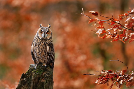 Long-eared owl (Asio otus) perched on rotten mossy stump in colorful orange forest. Autumn in nature. Bird of prey in beech forest with red leaves. Wildlife photo from nature.