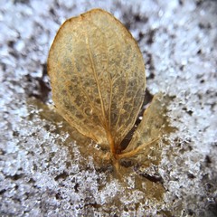 Hydrangea out of the frost