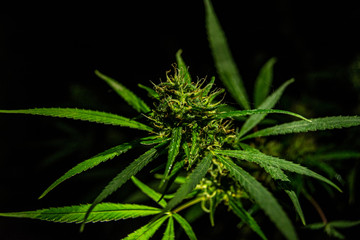 Flor de Marihuana con pelos y hojas visibles en la etapa de Floración 