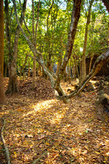 A beautiful view of Angkor Wat temples at Siem Reap, Cambodia.