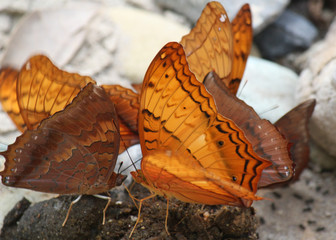 orange and brown types of butterflies as example of Lao´s wild fauna