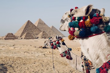 camels in the desert