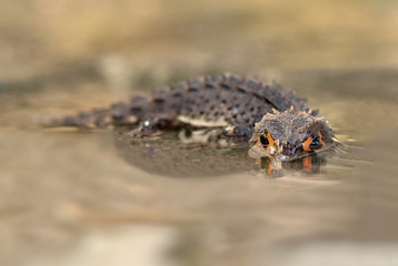 Crocodile skink from indonesia