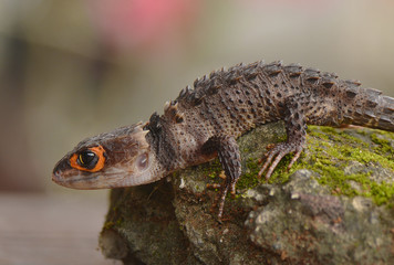 Crocodile skink from indonesia