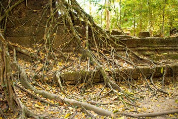 A beautiful view of Ta Phrom temple at Siem Reap, Cambodia.