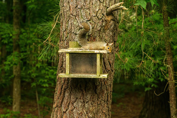 A Lonely Squirrel on a Birdhouse is Socially Isolated.