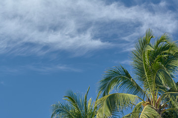 Palms against blue cloudy sky 