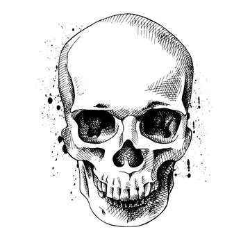 The image of the skull. Vector illustration.