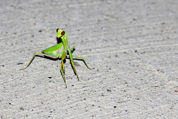 a small green mantis on the asphalt under the light of a street lamp