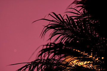Tropical palms against a beautiful sunset