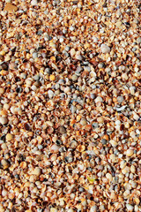 oyster shells in huge numbers, the background of the nature of the sea coast