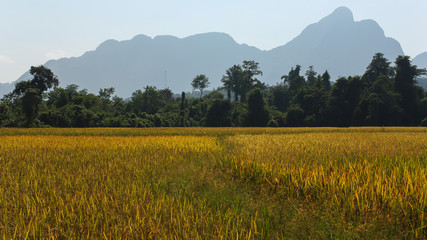 mountain range panoramic view with palm trees and general tropical vegetation behind a rice field...