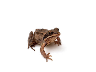brown frog on a white, isolated background
