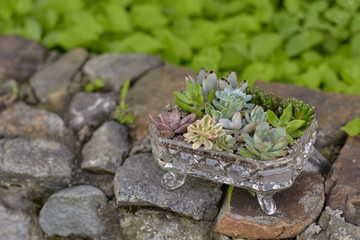 Succulents in a small terrarium on rocks in garden