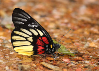 yellow red black multicolored butterfly as example of Lao´s wild fauna