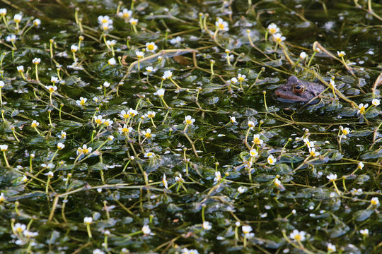 Frog in Water crowfoots flowers (Batrachium)