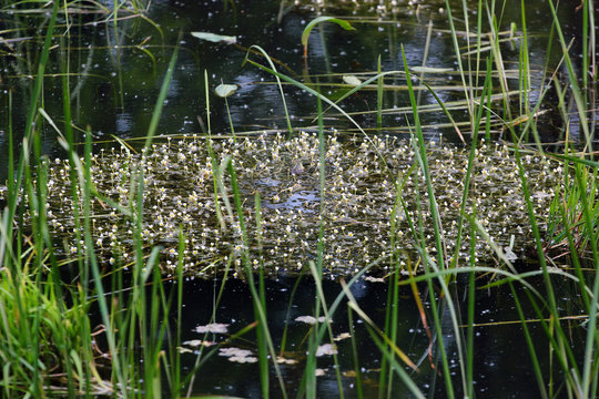 Water crowfoots (Batrachium) grow in still or running water.