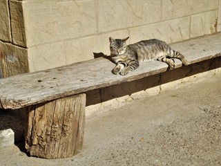 Gato descansando