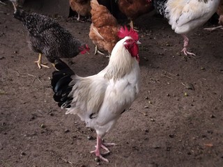 Gallo