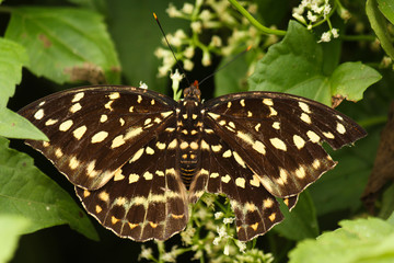 brown and white butterfly on a green leaf as example of Lao´s wild fauna