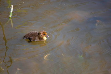 Tiny duck in a pond