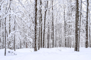 snow covered trees