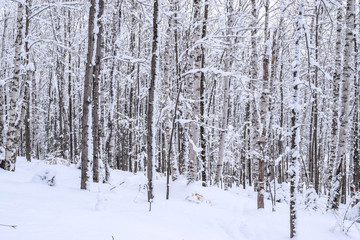 winter forest in the winter