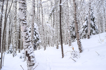 snow covered trees