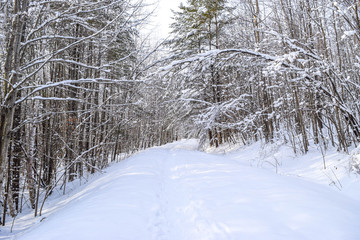 Fototapeta premium snow covered trees