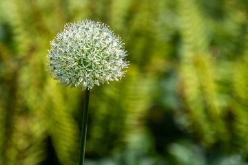 Interesting white ornamental onion blooming in a garden, as a nature background
