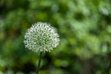 Interesting white ornamental onion blooming in a garden, as a nature background

