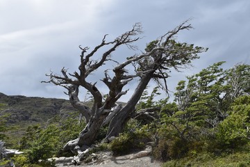 Obraz premium al viento