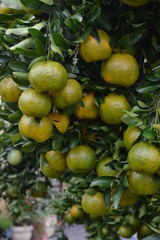 Green branches full of Ponkan tangerines ready to be picked up for consumption. 