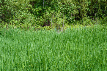 Tall, bright, sun highlighted grass as a nature background, against a wooded background
