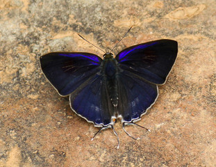 blue butterfly as example of Lao&acute;s wild fauna