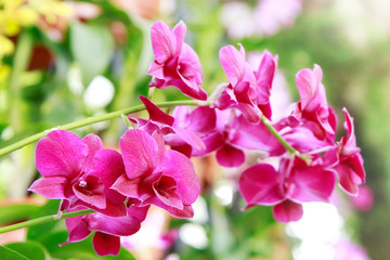 Dendrobium bigibbum, commonly known as the Cooktown orchid or mauve butterfly orchid, is...