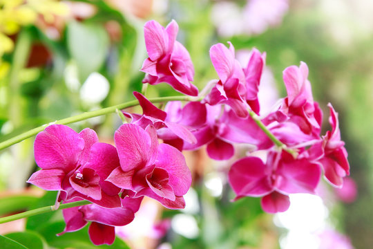 Dendrobium bigibbum, commonly known as the&nbsp;Cooktown orchid&nbsp;or&nbsp;mauve butterfly orchid, is an&nbsp;epiphytic&nbsp;or&nbsp;lithophytic&nbsp;orchid&nbsp;in the&nbsp;family Orchidaceae