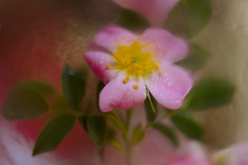 Spring wild rose flower with water drops on petals
